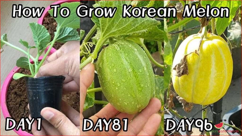 Korean melon
