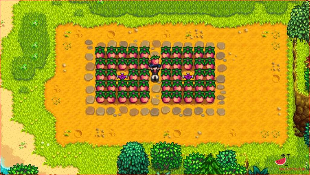Complete Guide to Harvesting Melons in Stardew Valley