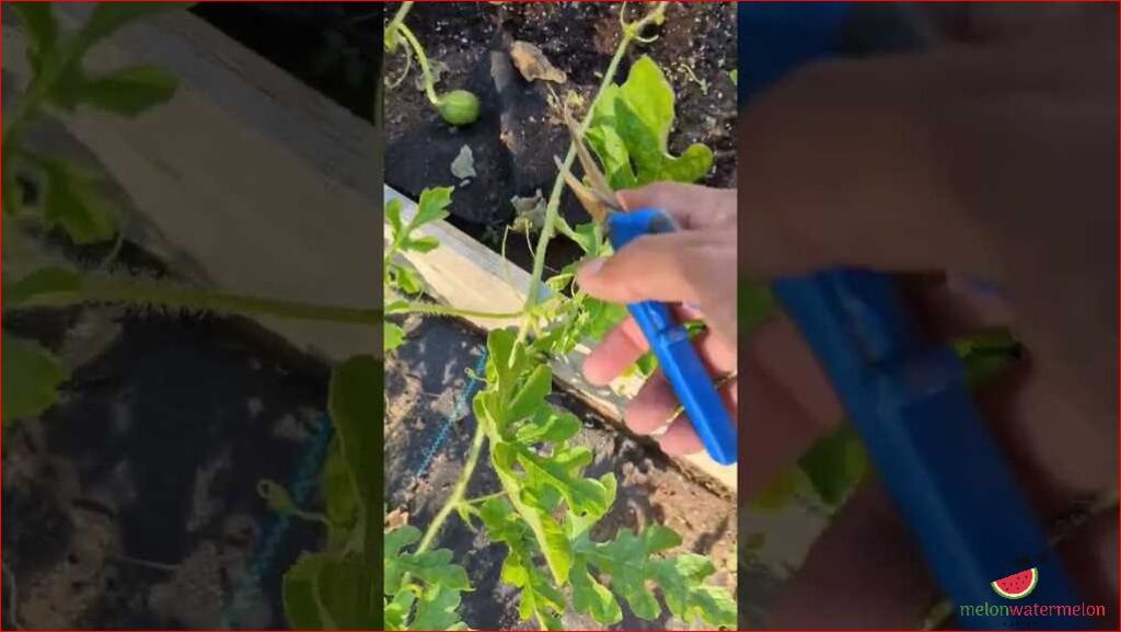 Watermelon melonwatermelonhaven