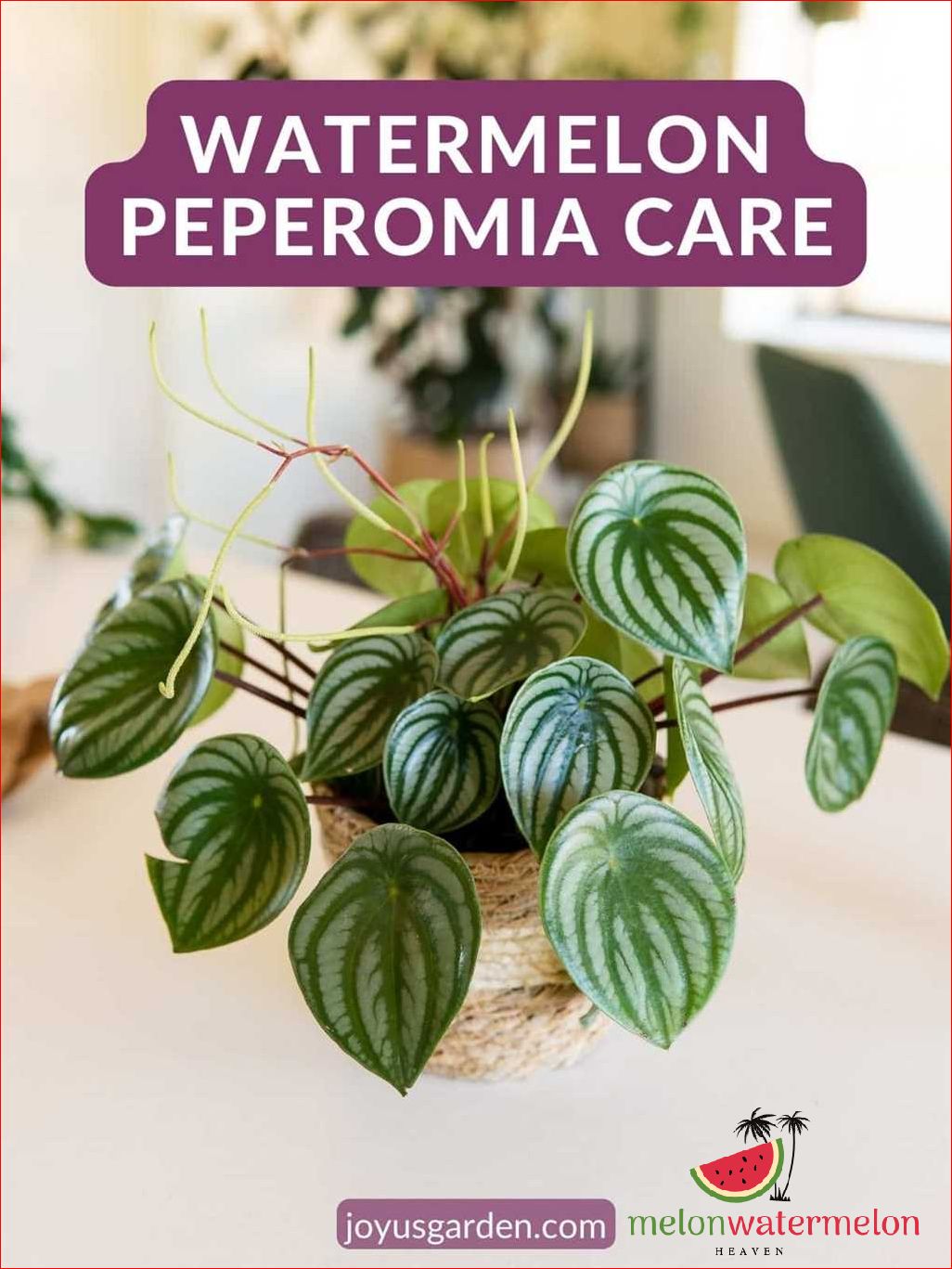Watermelon Peperomia Care: Tips and Tricks for Healthy Plants