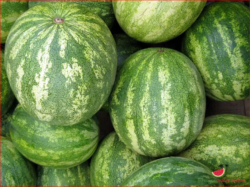 When is the optimal time for harvesting icebox watermelons?