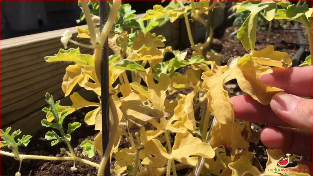 Why Are My Watermelon Leaves Turning Yellow: Common Causes and Solutions