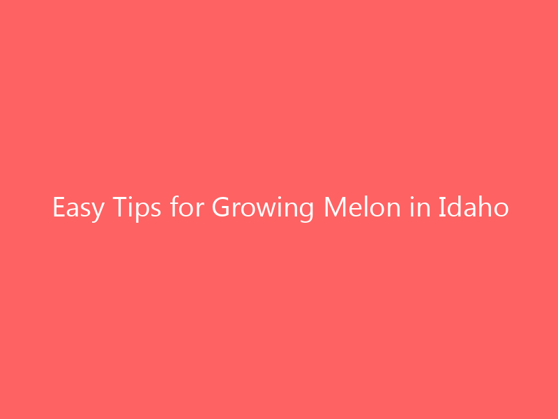 Easy Tips for Growing Melon in Idaho