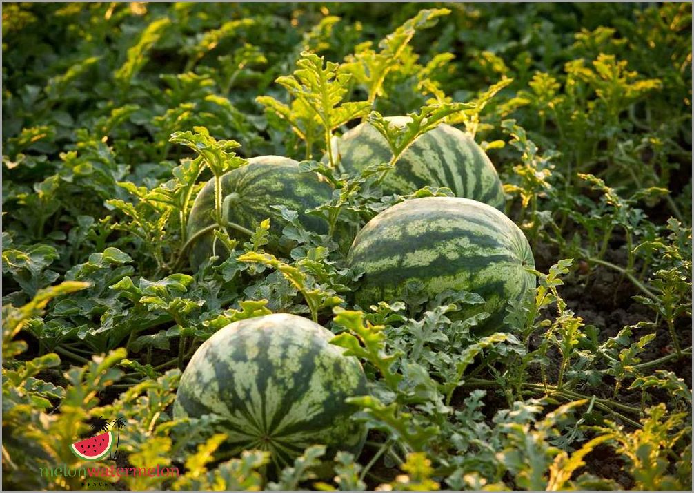 Watermelon Growing Guide in Missouri