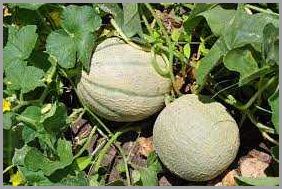 Growing Melons in California: A Step-by-Step Guide