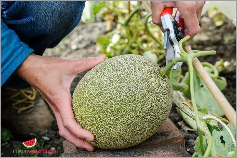 Guide to Growing Melon in Colorado