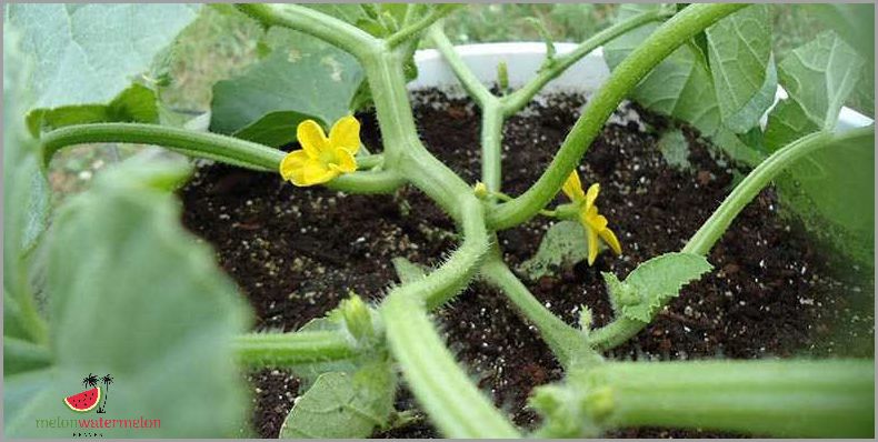 Tips for Growing Melon in Connecticut