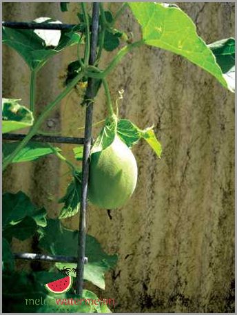 Tips for Growing Melon in Florida