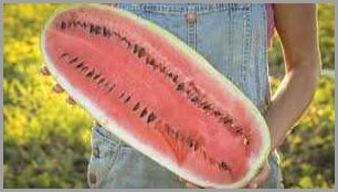 Guide to Growing Melon in Georgia - Tips and Techniques