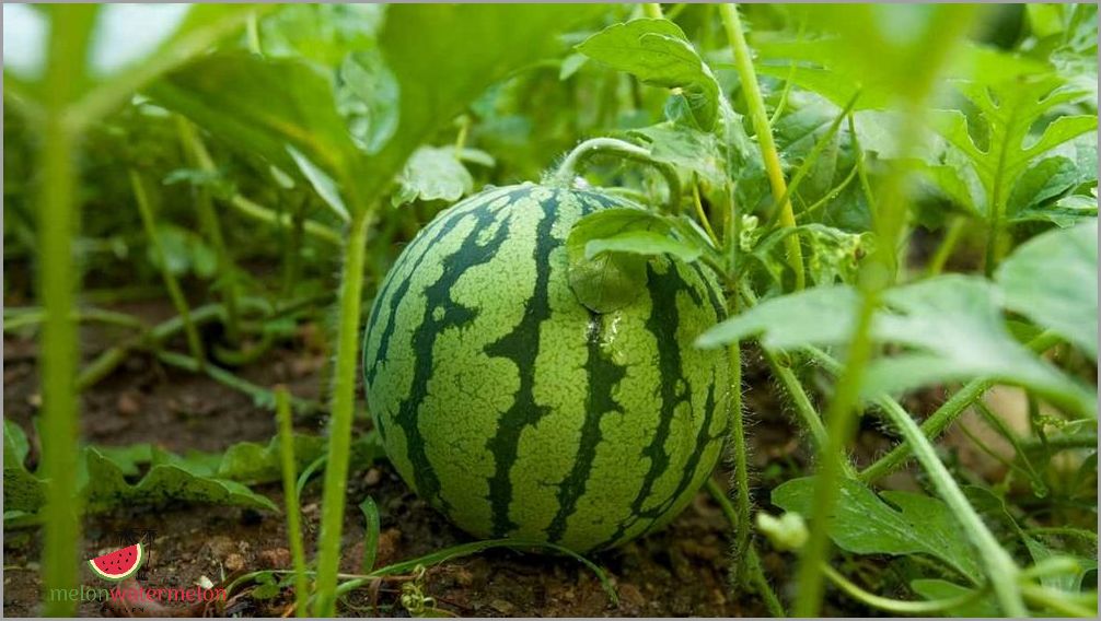 Tips for Growing Melon in Illinois
