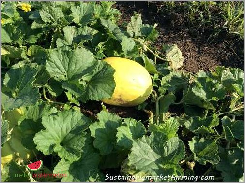 Tips for Growing Melon in Kentucky Summer: A Comprehensive Guide | Melon Care