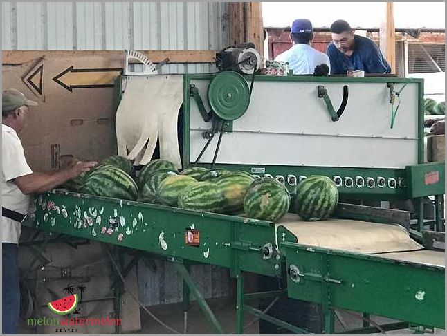 Growing Melon in Maryland: Tips and Techniques