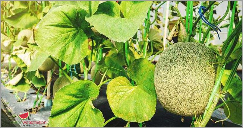 Tips for Growing Melon in Minnesota