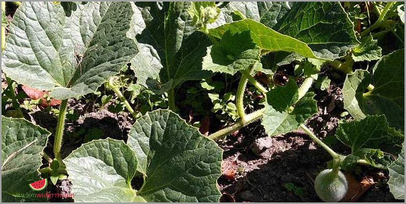 Guide to Growing Melon in Montana