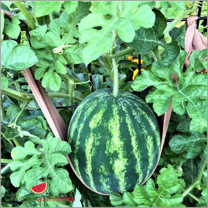 Tips for Successful Melon Growing in New Hampshire