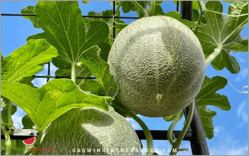 Growing Melon in New Mexico: Tips and Tricks