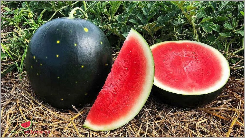 Tips for Growing Melon in New York | Beginner's Guide