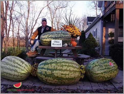 Growing Melon in Ohio: Tips for Success