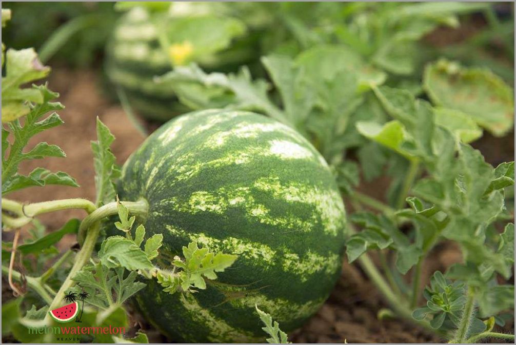 Tips for Growing Melon in Oklahoma