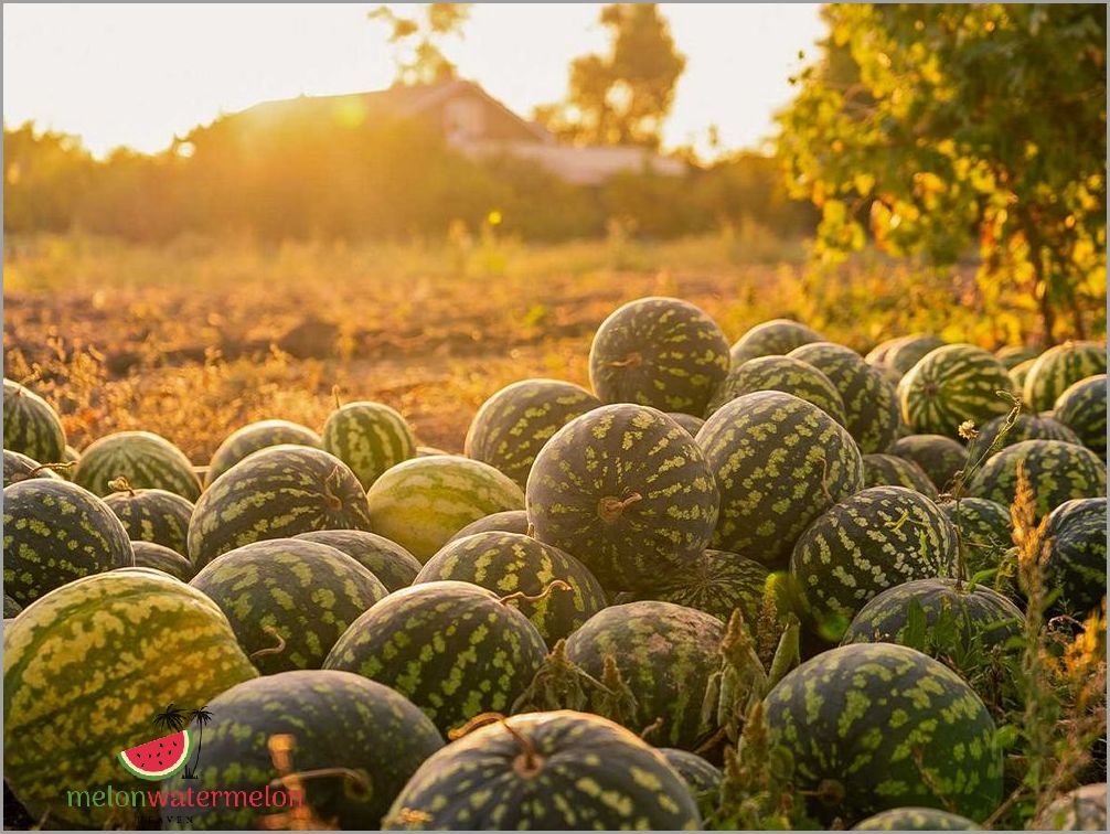 Tips for Growing Melon in Oregon