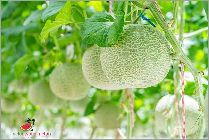 Growing Melon in Pennsylvania: Tips and Techniques for Success
