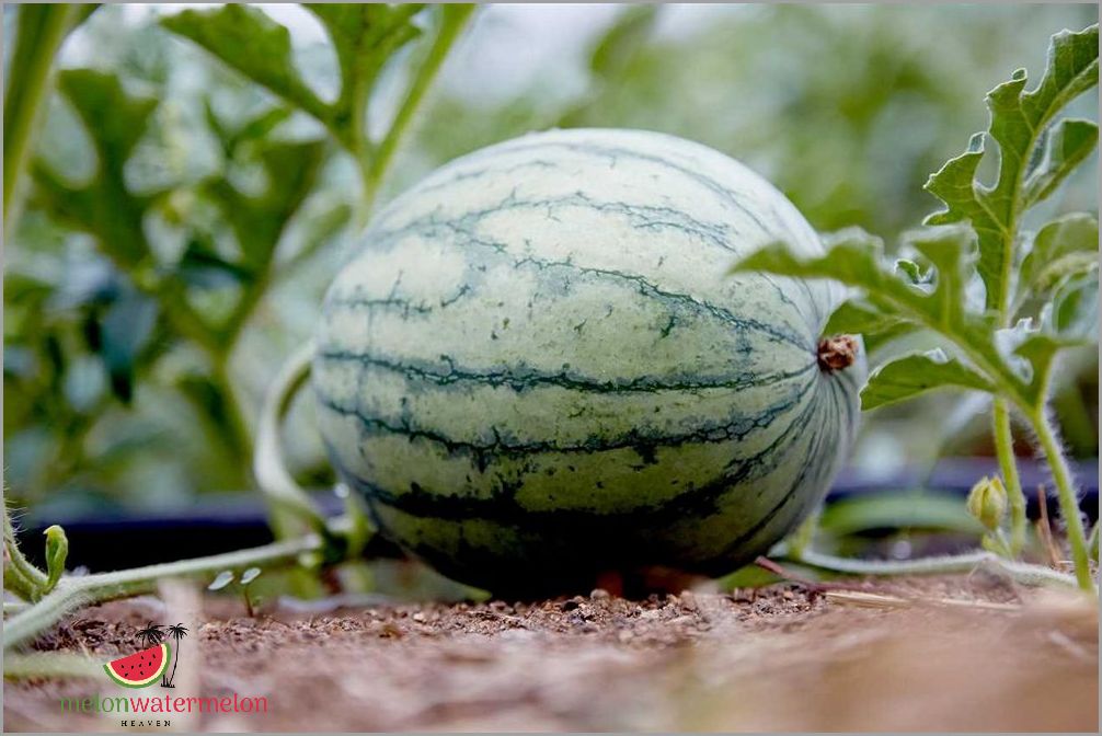 Guide to Growing Melon in South Carolina: Tips and Tricks