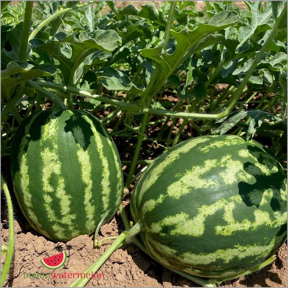 Tips for Growing Melon in South Dakota