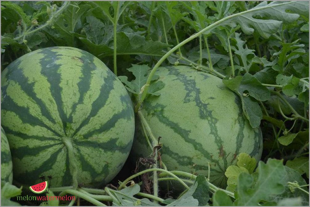 Easy and Effective Tips for Growing Melon in Tennessee