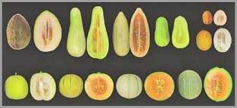Ultimate Guide to Growing Melon in Virginia - Tips and Tricks