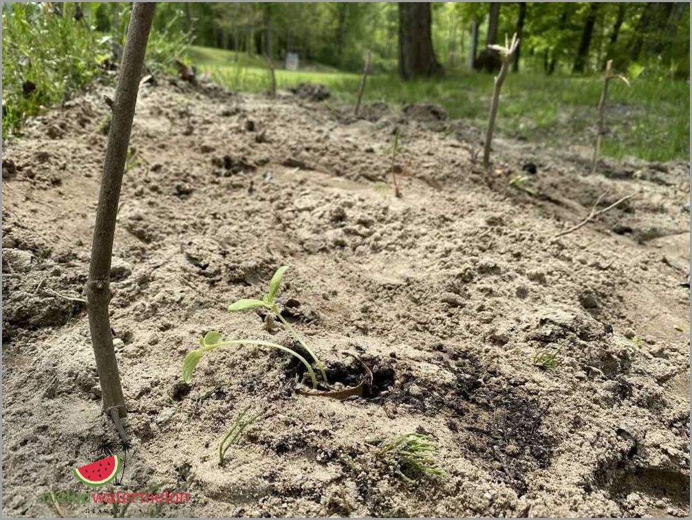 Growing Melon in Wisconsin: Tips and Techniques