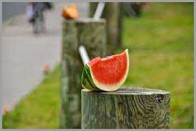 Tips for Growing Melons in Delaware