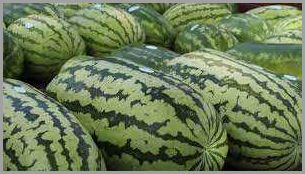 Growing Watermelon in Arkansas: Tips and Techniques
