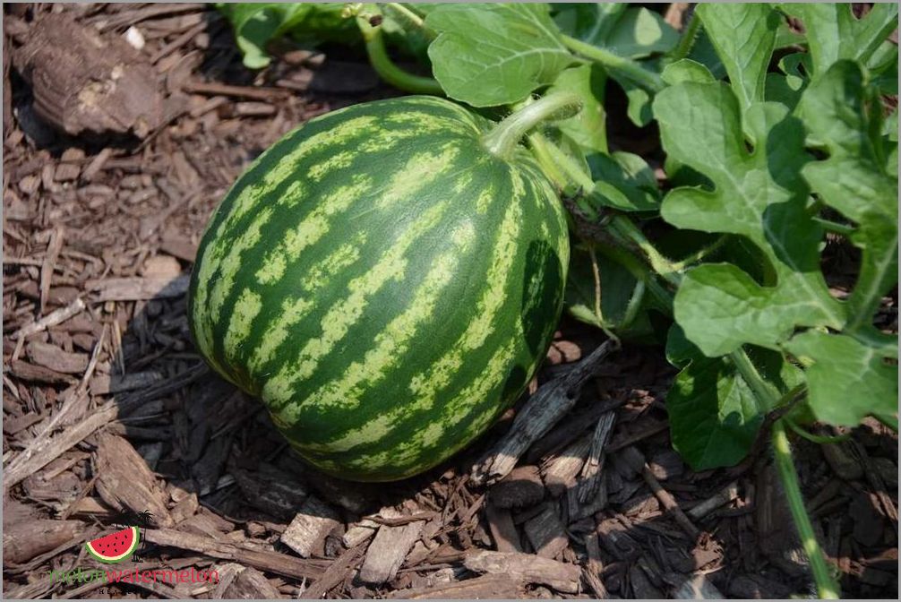 Easy Steps to Grow Watermelon in Delaware