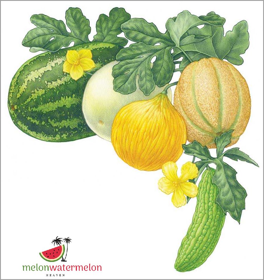 How to Grow Watermelon in Idaho