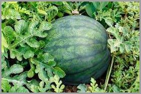 How to Grow Watermelon in Illinois