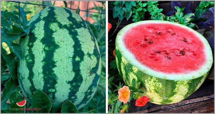 How to Grow Watermelon in Maine