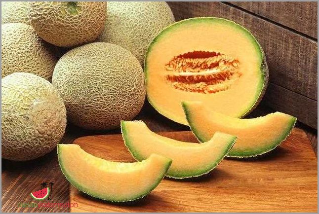 Best Tips for Growing Watermelon in Maryland