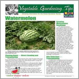 Best Tips for Growing Watermelon in Massachusetts