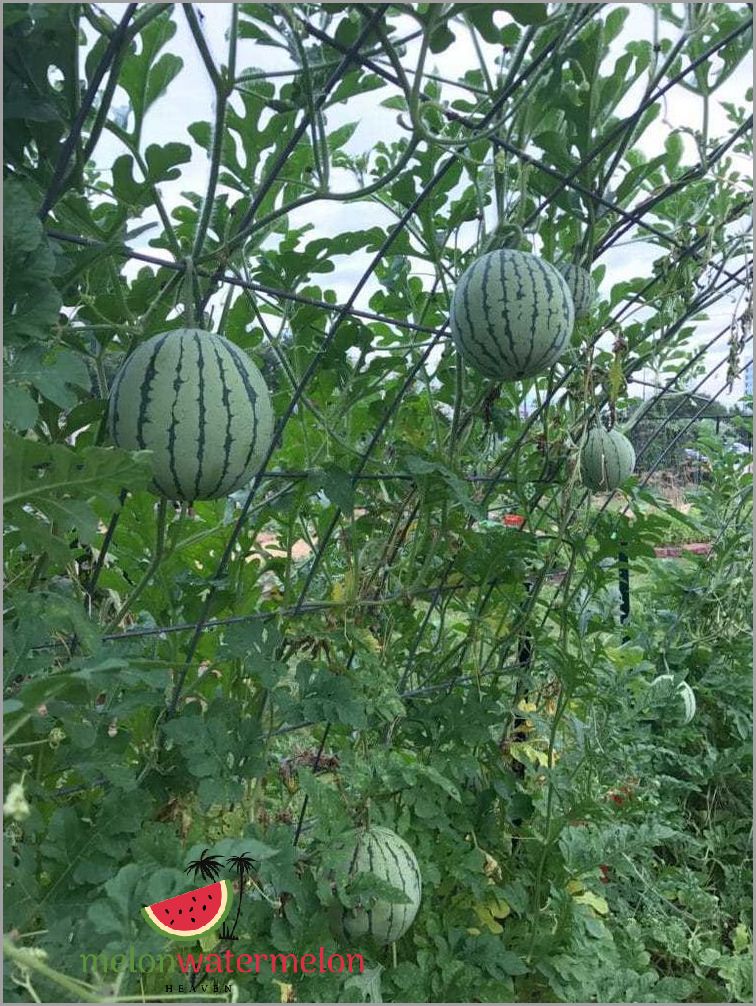 Step-by-Step Guide to Growing Watermelon in Michigan | Tips and Tricks
