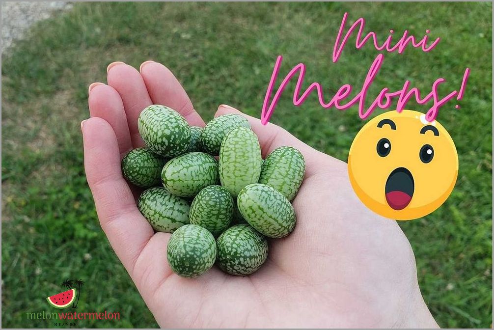 Guide to Growing Watermelon in Minnesota