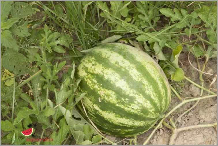 Guide to Growing Watermelon in Nevada