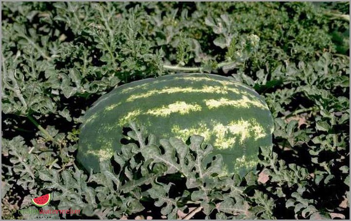 Growing Watermelon in Tennessee: Tips and Techniques