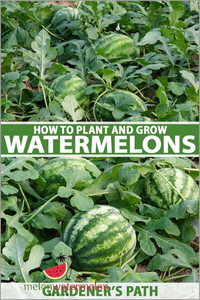 Tips for Successfully Growing Watermelon in Utah