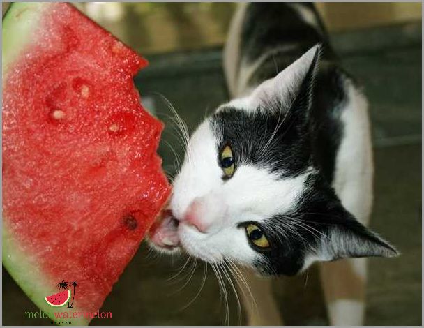 Find Out the Surprising Answer to Whether Cats Can Safely Enjoy Watermelon!