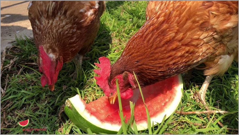Unlock the Surprising Truth - Can Chickens Really Eat Watermelon?