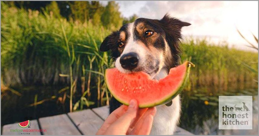 Shocking Truth Revealed - Can Dogs Safely Enjoy The Juicy Delights of Watermelon?