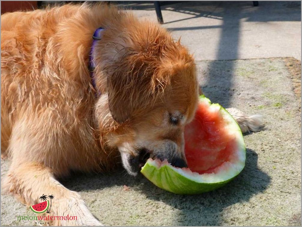 Shocking! The Secret Truth About Feeding Dogs Watermelon Rind