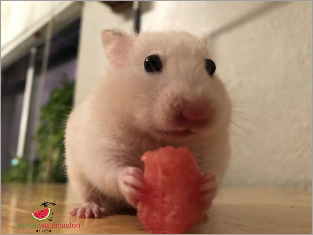 Shocking Revelation - Surprising Reasons Why Hamsters Love Watermelon!
