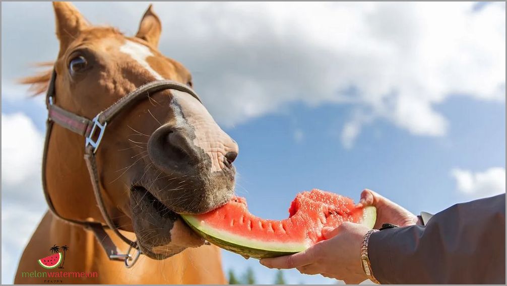 Shocking Truth Revealed - Amazing Health Benefits of Watermelon for Horses!
