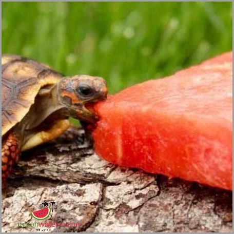 The Surprising Truth About Watermelon - Can Tortoises Actually Eat It